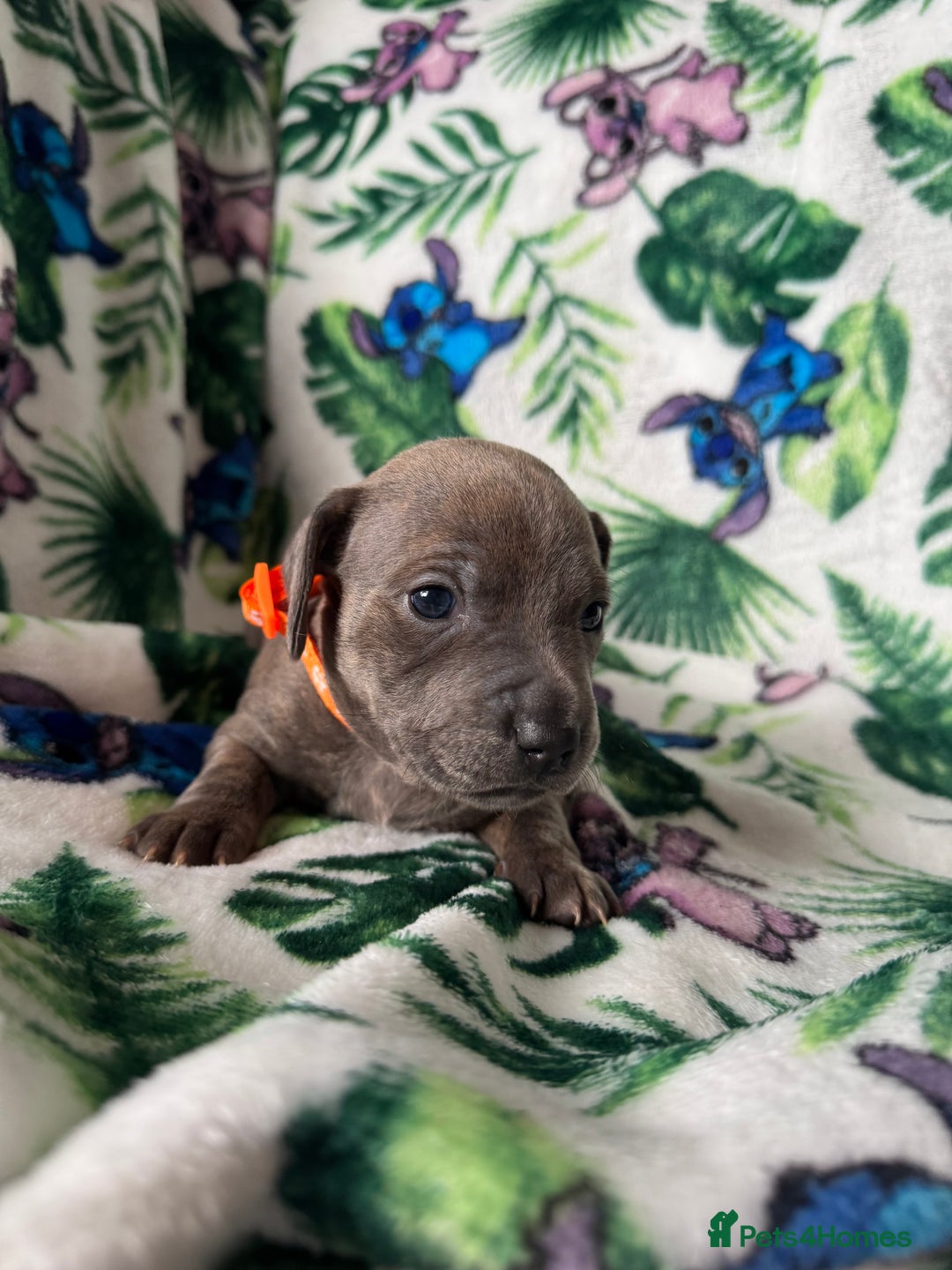 Mixed Breed dogs for sale: Beautiful Daffys - staffy cross dachshund  - Image 18