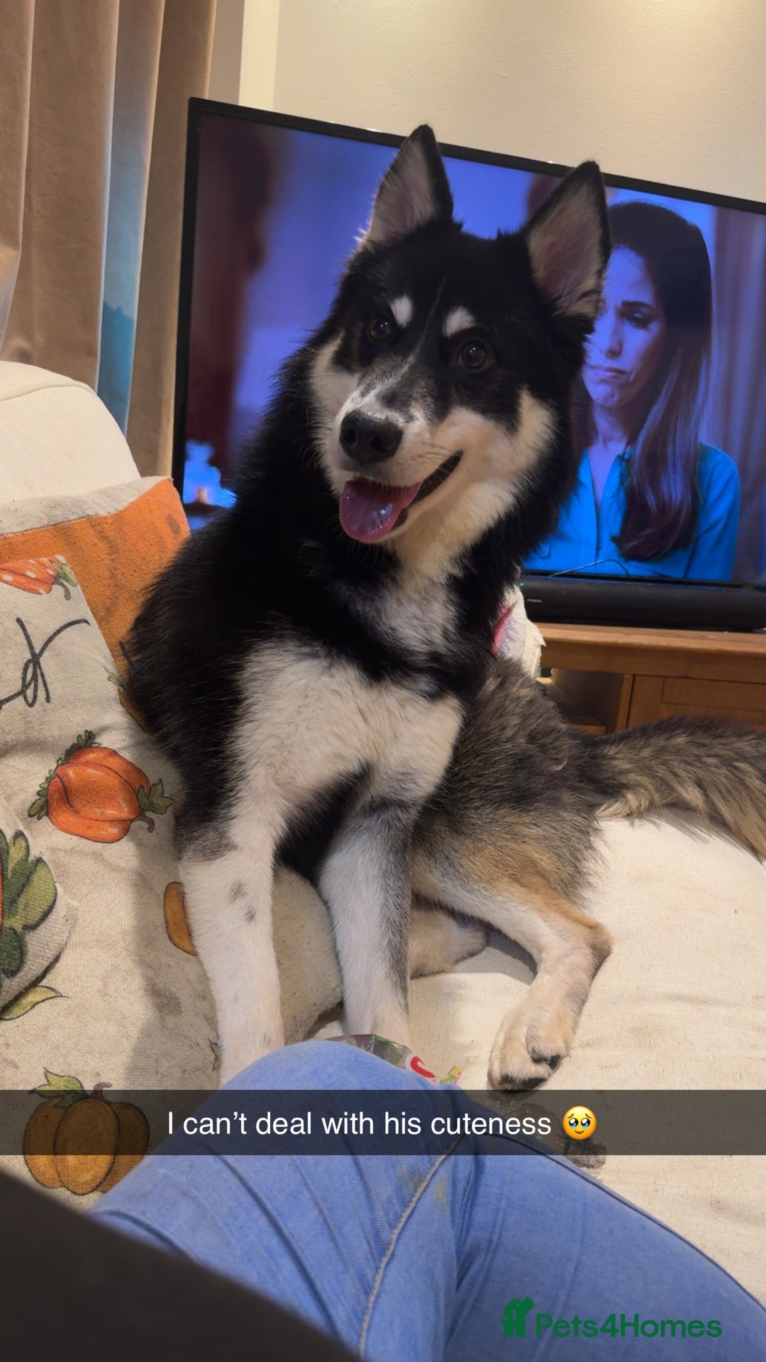 Mixed Breed dogs for sale: Meet Sparks - Image 2