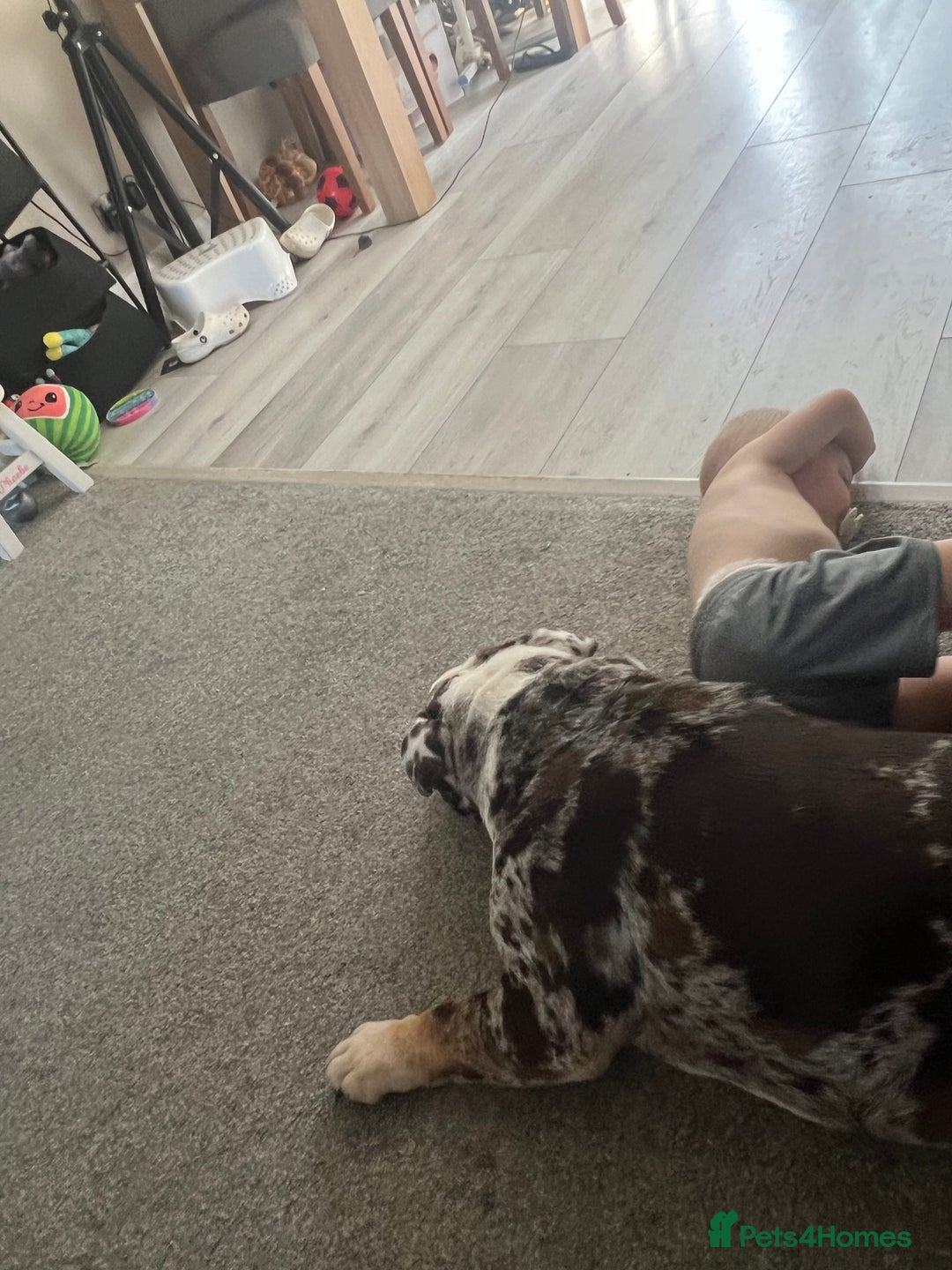 English Bulldog dogs for sale: British Bull Dog - Advert 4