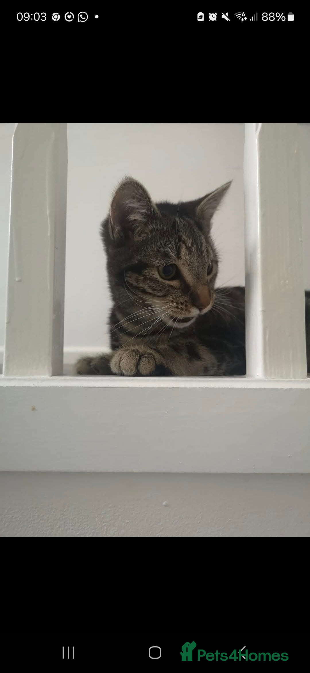 Mixed Breed cats for sale: 'Haze' - Image 5