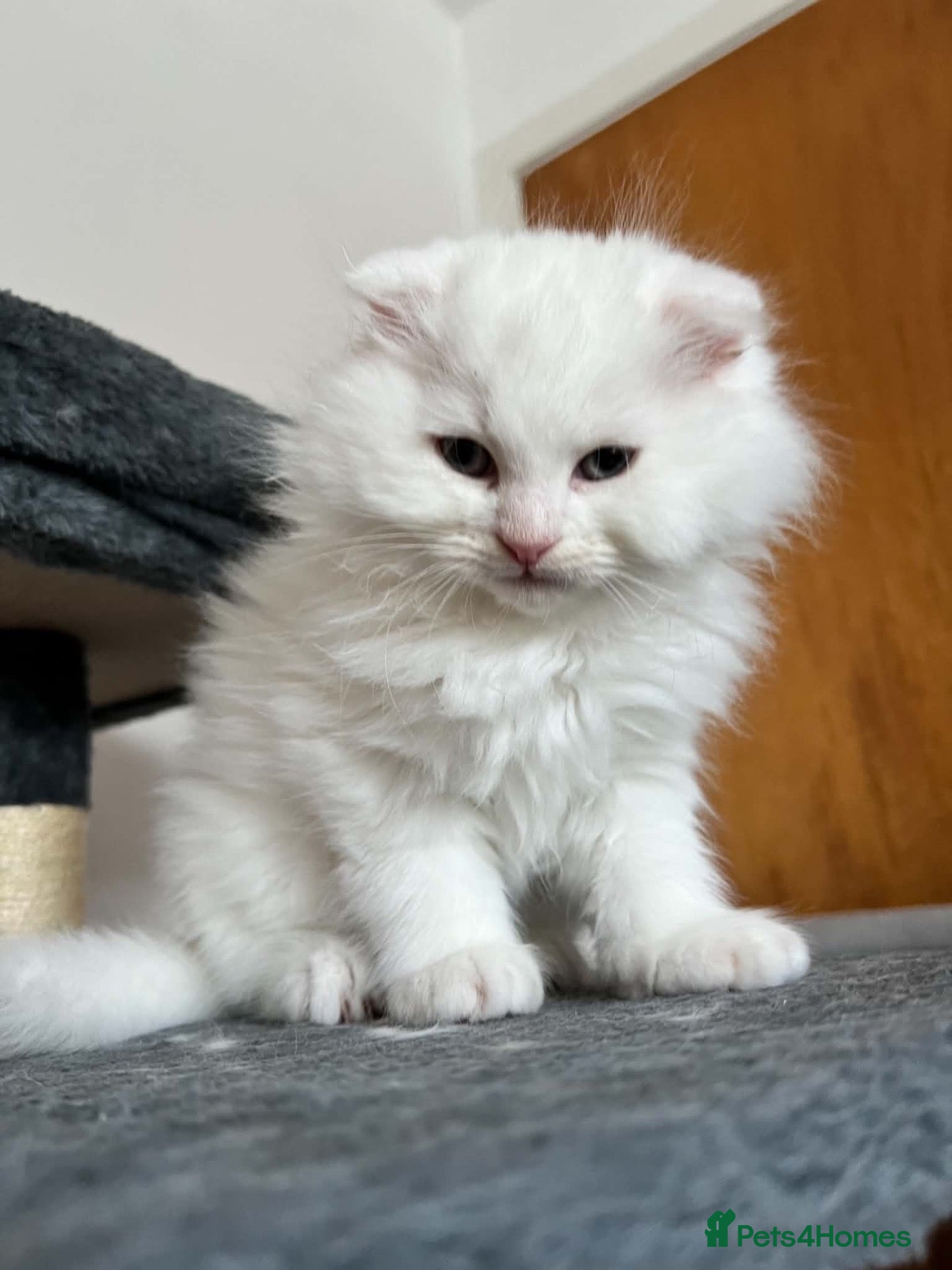 Scottish Fold cats for sale: Gorgeous Scottish Fold & Straight Kittens  - Advert 1