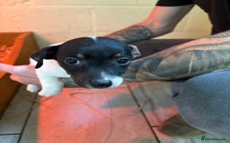 Jack Russell dogs for sale: Jack Russell puppy’s  - Image 3