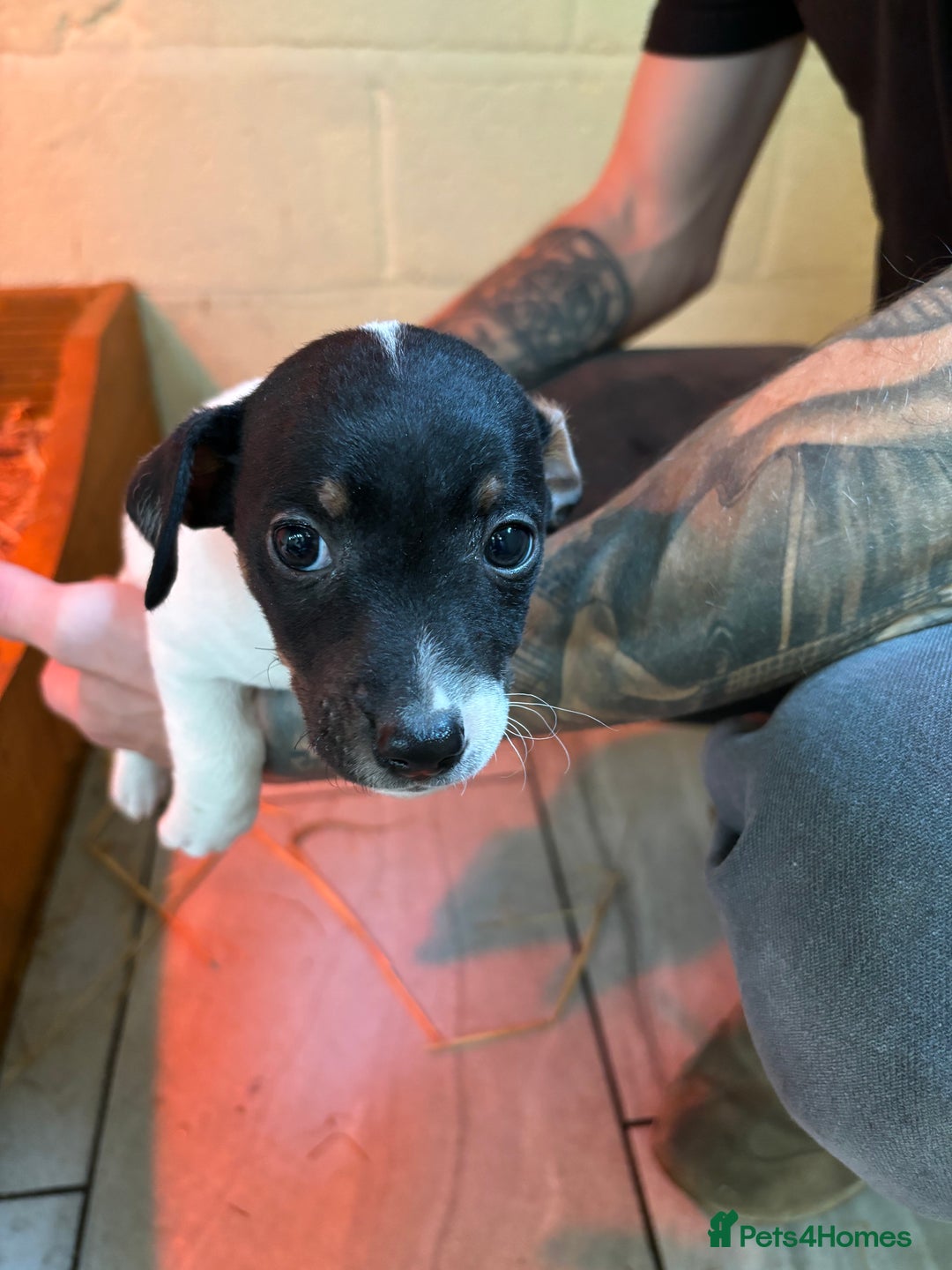 Jack Russell dogs for sale: Jack Russell puppy’s  - Image 3