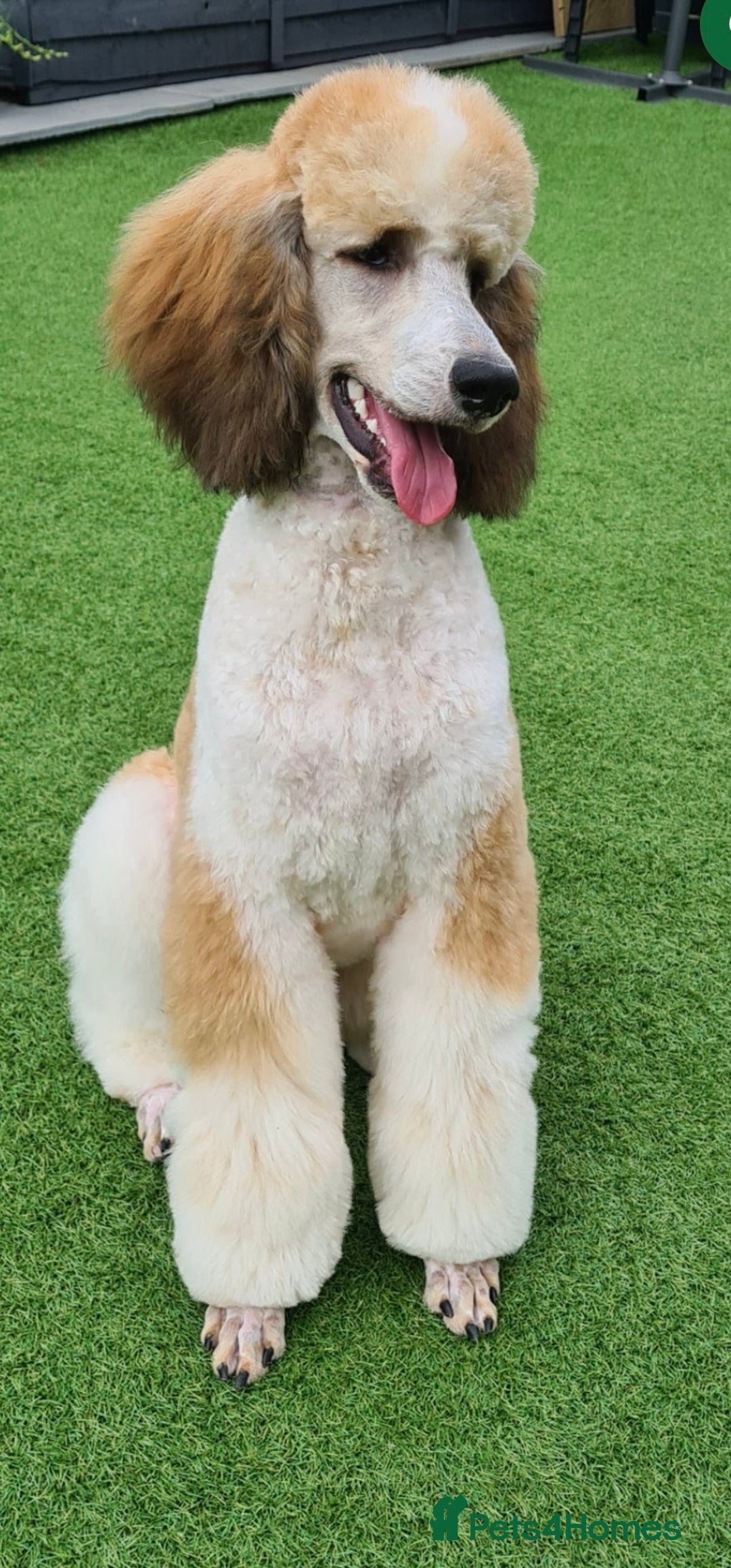 Standard Poodle dogs for sale: Exceptional Standard Parti Poodle puppies due  - Advert 8