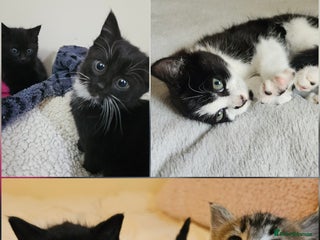 Mixed Breed cats for sale: Friendly kittens different ages - ready now - Advert 1
