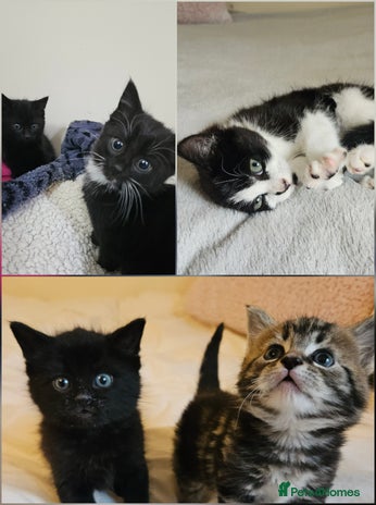Mixed Breed cats Friendly kittens different ages - ready now - Advert 1