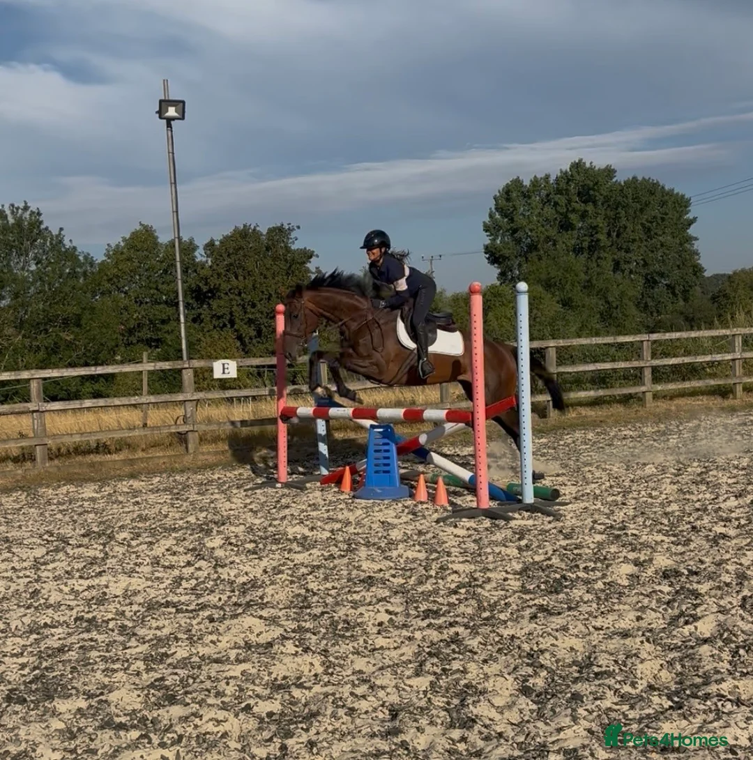 English Thoroughbred horses for sale: Eye catching mate  in Warwick - Advert 2