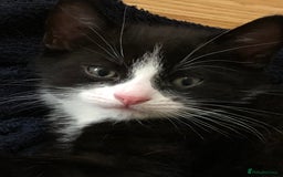 Bombay cats for sale: 4 kittens for sale  - Image 3