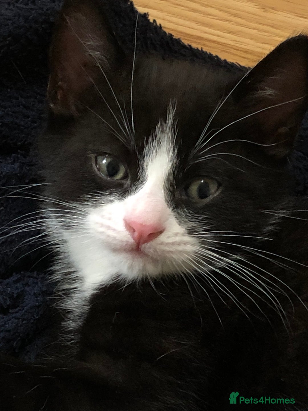 Bombay cats for sale: 4 kittens for sale  - Image 3