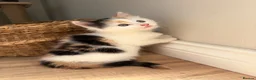 Mixed Breed cats for sale: 4 little kittens on sale in Chelmsford - Advert 9