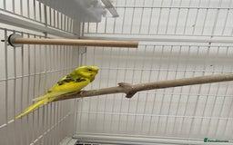 Budgerigars birds for sale: 20 week old semi tame female budgie with cage  - Image 1