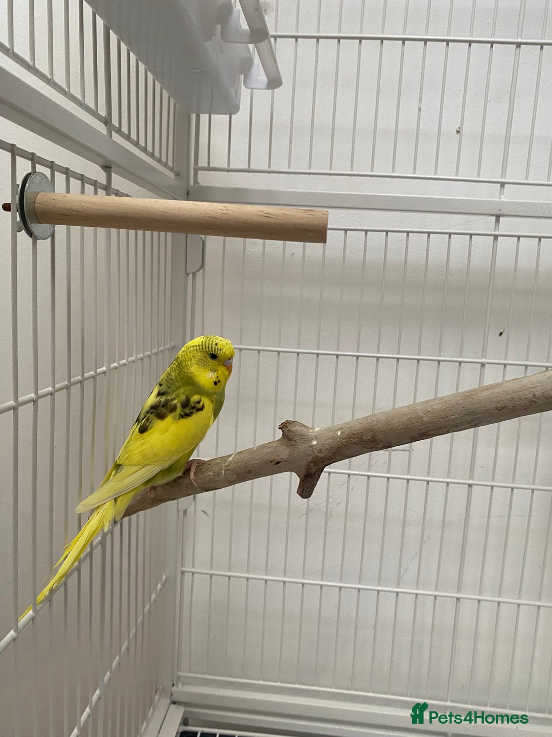 Budgerigars birds for sale: 20 week old semi tame female budgie with cage  - Image 1