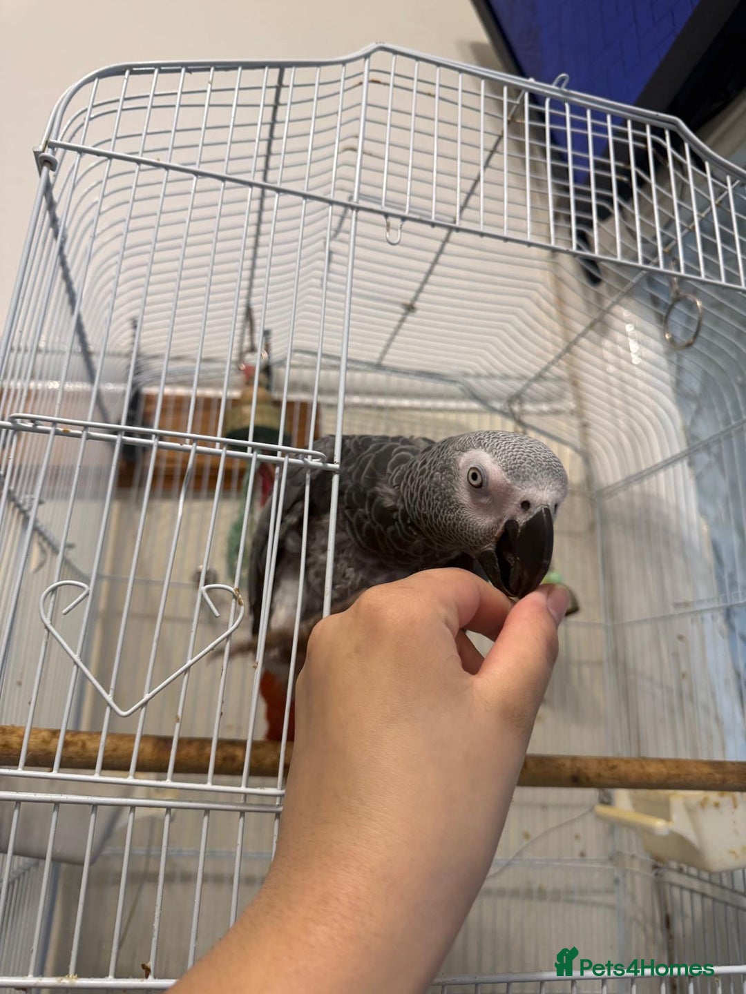 Parrots birds for sale: African grey parrot - Advert 3