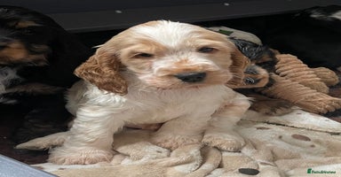 Cocker Spaniel dogs - Advert 2