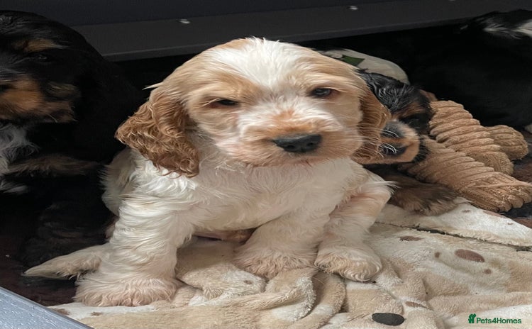 Cocker Spaniel dogs - Advert 4