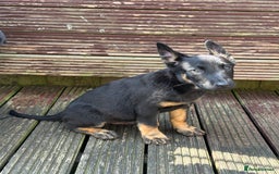 Belgian Shepherd Dog dogs for sale: Dutch herder puppies  - Image 7