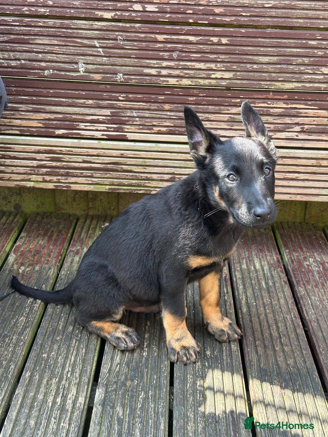 Belgian Shepherd Dog dogs for sale: Dutch herder puppies  - Image 7