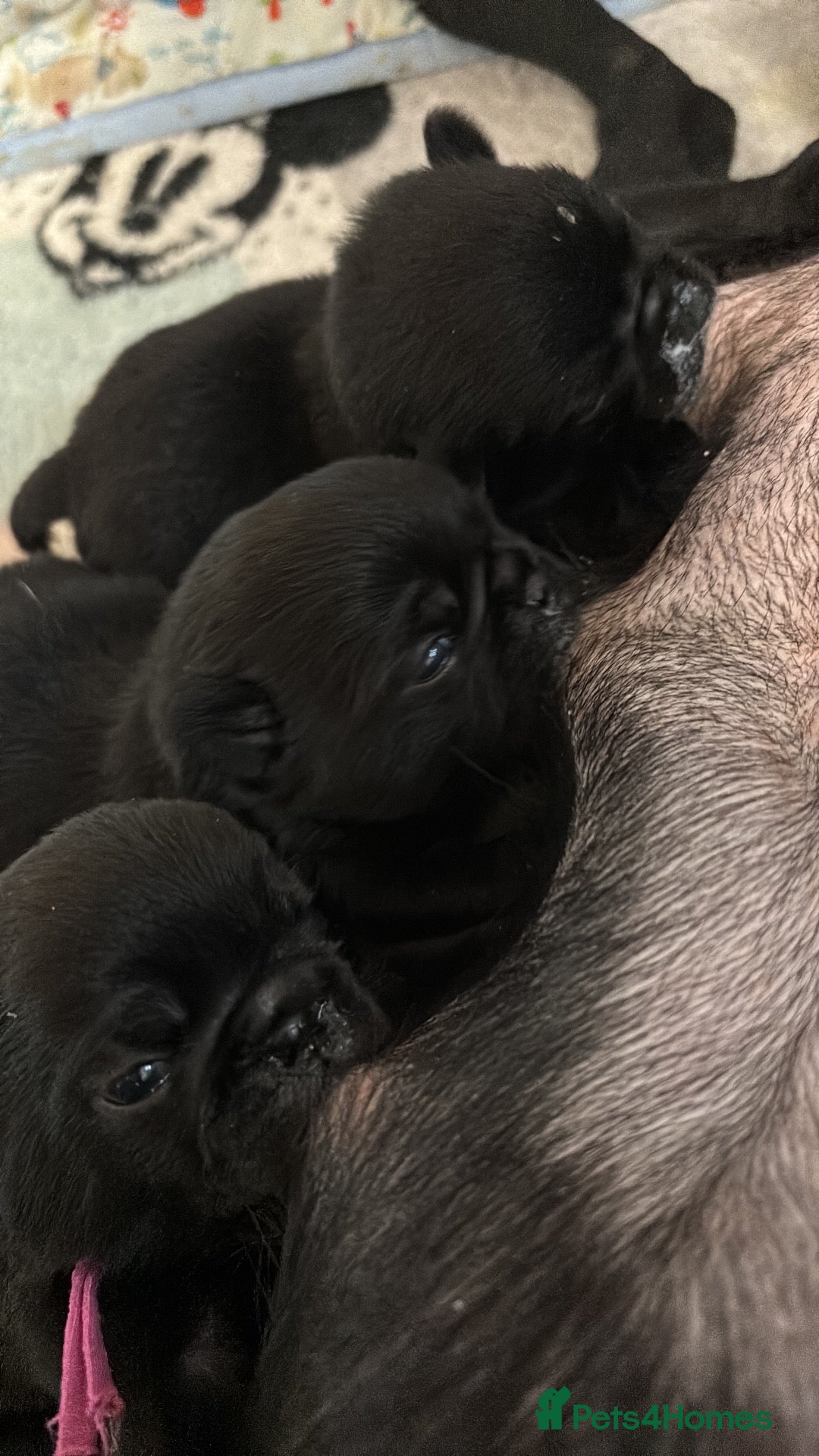 Pug dogs KC reg pug puppies Puglicious - Advert 1
