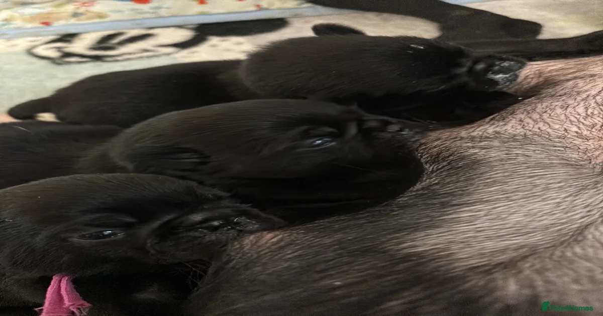 KC reg pug puppies Puglicious for sale in Dartford | Pets4Homes