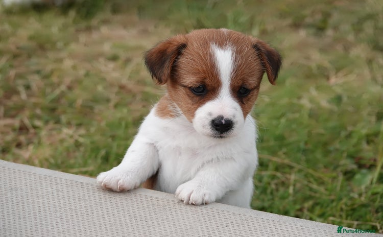 Jack Russell dogs - Advert 3