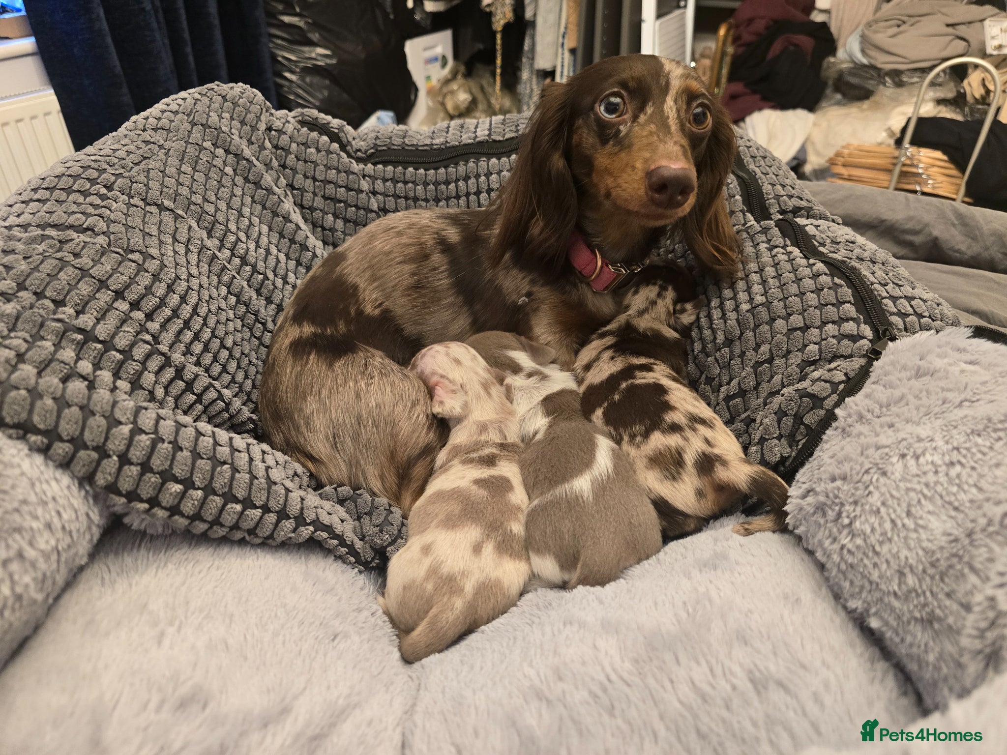 Miniature Dachshund dogs Stunning miniature dachshunds - Advert 1