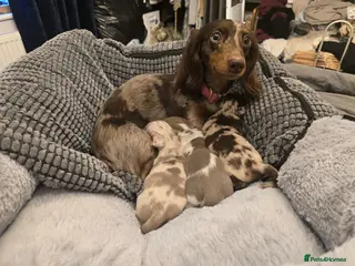 Miniature Dachshund dogs Stunning miniature dachshunds - Advert 1