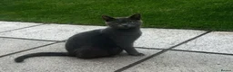 Russian Blue cats for sale: Two beautiful Russian blue kittens for sale  - Advert 21