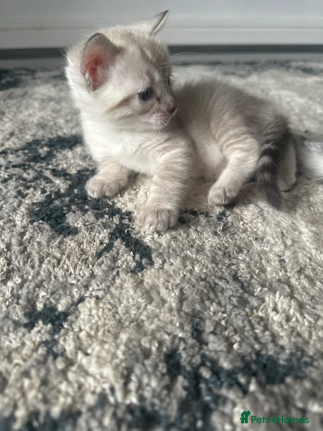 Mixed Breed cats for sale: Beautiful Bengal Ragdoll Mix Kittens for Sale - Advert 11