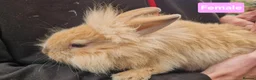 Mini Lion Lop rabbits for sale: Super Friendly Baby Lion Lops and Lop x Mini Rex   - Advert 17