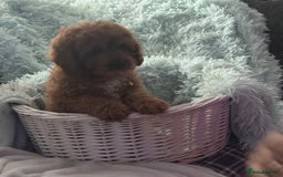 Cavapoo dogs for sale: Strong chunky cavapoo boy puppies ❤️ - Image 9