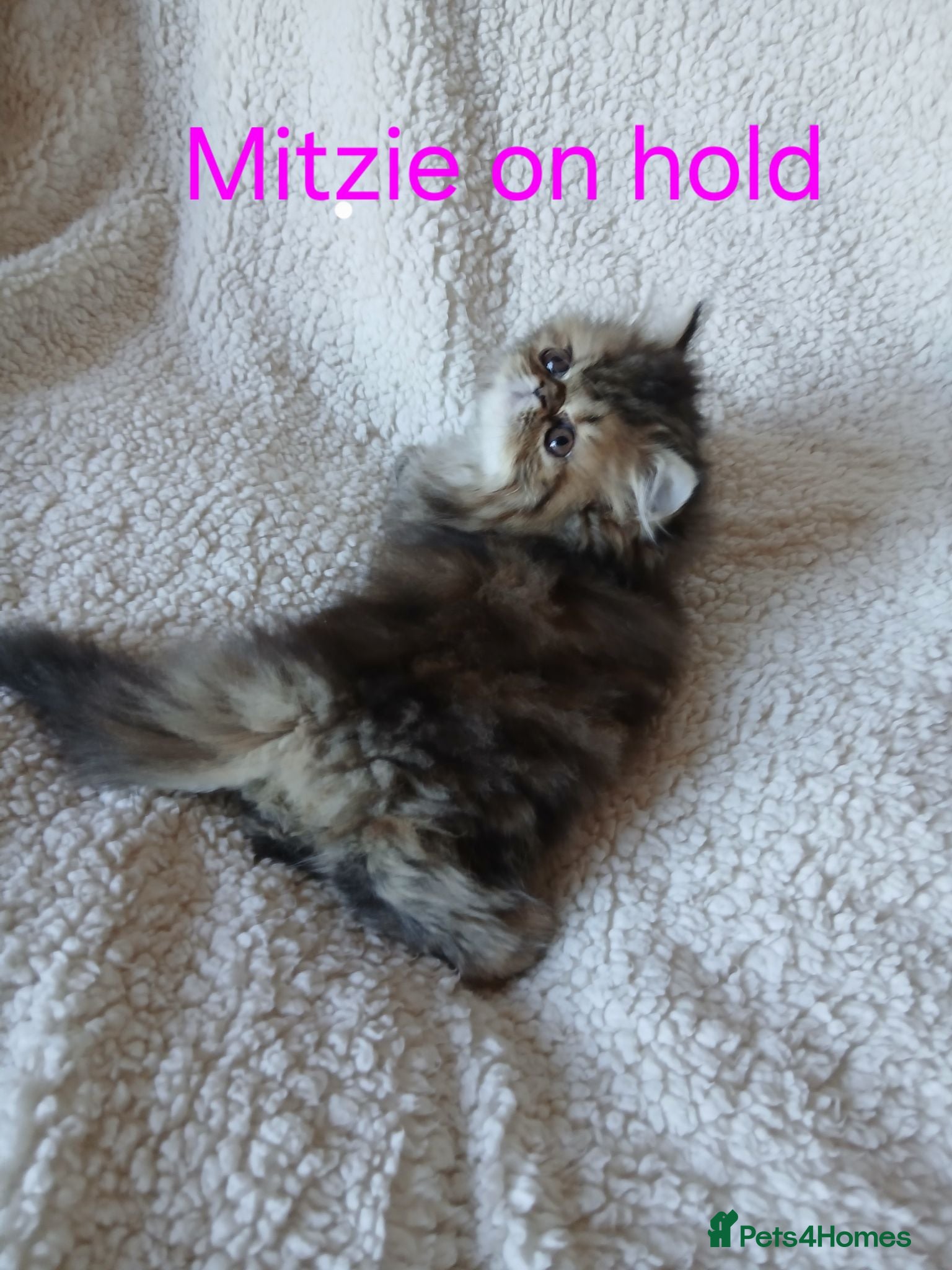 Persian cats Stunning Persian Exotics long haired and short - Advert 14