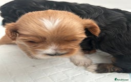 Shihpoo dogs for sale: Shihpoo pups  - Image 7