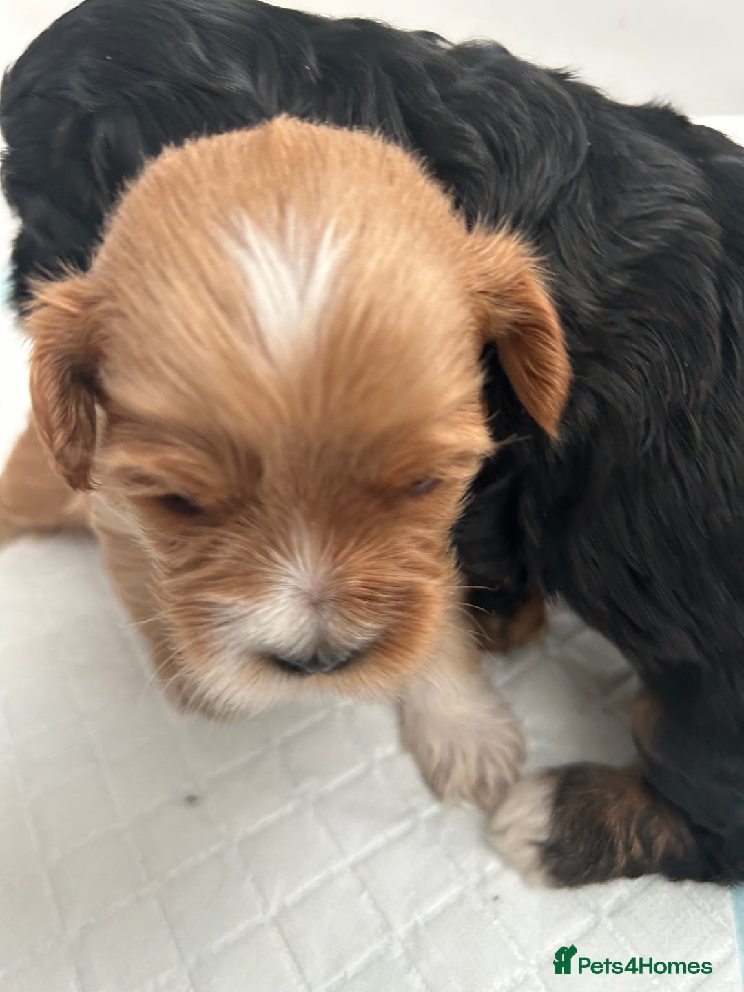 Shihpoo dogs for sale: Shihpoo pups  - Image 7