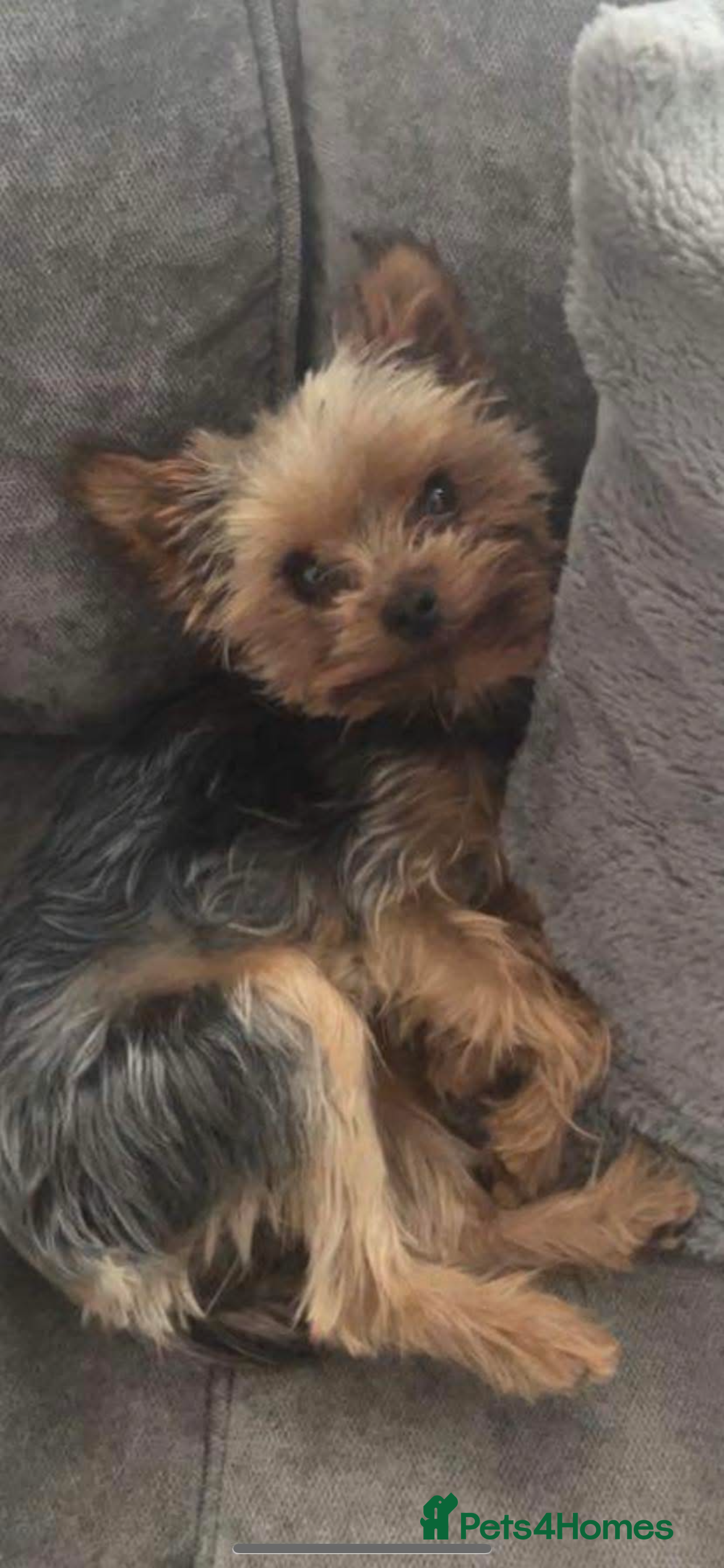 Yorkshire Terrier dogs KC REG MINIATURE YORKSHIRE TERRIER STUD  in Cradley Heath - Advert 10