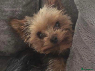 Yorkshire Terrier dogs in Cradley Heath - Advert 4