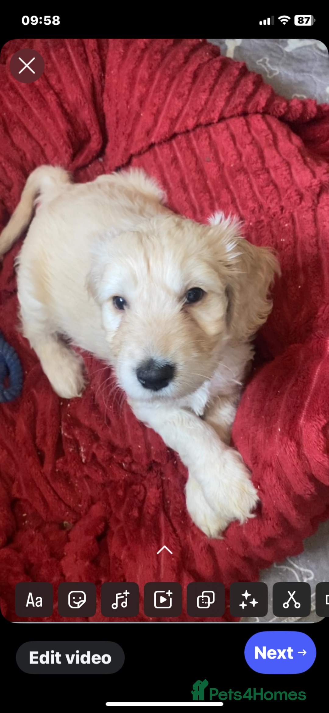 Mixed Breed dogs for sale: Cocker doodles - Image 2