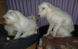 Mixed Breed dogs for adoption: BENJI - a handsome & gentle Boy  for a Loving Home - Image 9