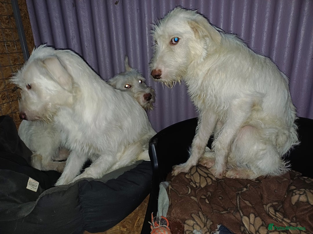 Mixed Breed dogs for adoption: BENJI - a handsome & gentle Boy  for a Loving Home - Image 9