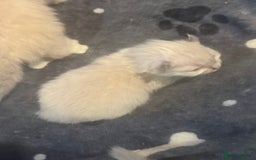 Ragdoll cats for sale: BEAUTIFUL RAGDOLL KITTENS - Image 11