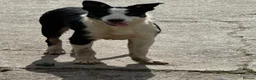 Border Collie dogs for sale: 2 X Male Welsh border collie pups in Crickhowell - Advert 13