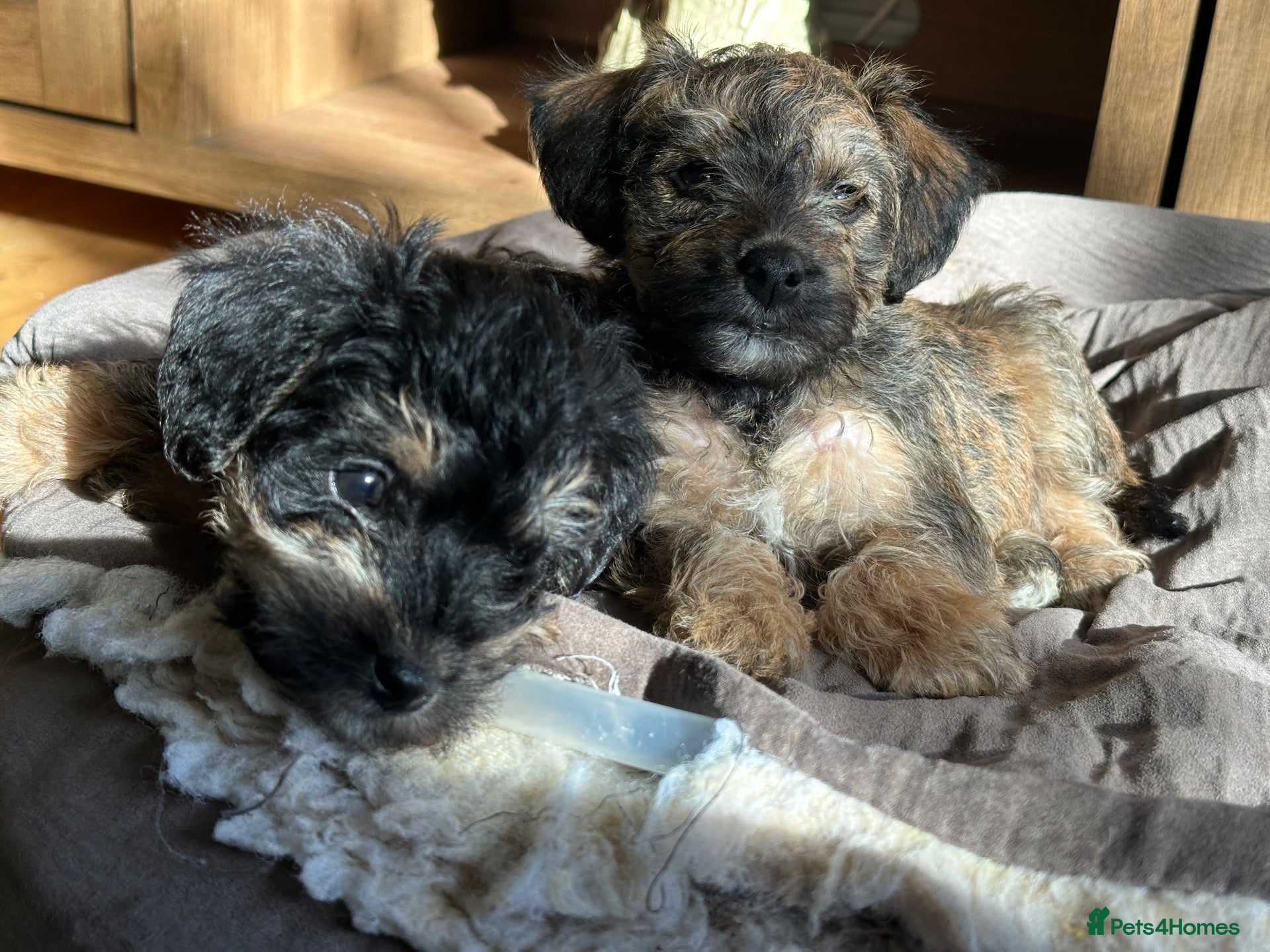 Mixed Breed dogs 4 left - Beautiful health/DNA tested F1 Jackapoos  - Advert 8