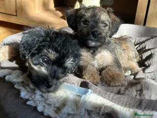 Mixed Breed dogs 4 left - Beautiful health/DNA tested F1 Jackapoos - Advert 8