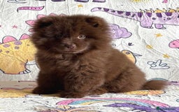 Chow Chow dogs for sale: Exotic colour chowsky puppies for sale  - Image 6