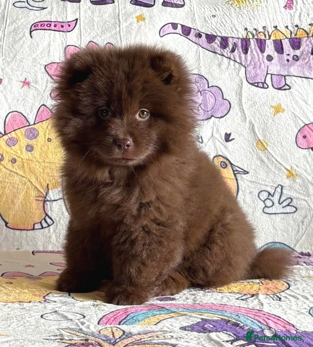 Chow Chow dogs for sale: Exotic colour chowsky puppies for sale  - Image 6