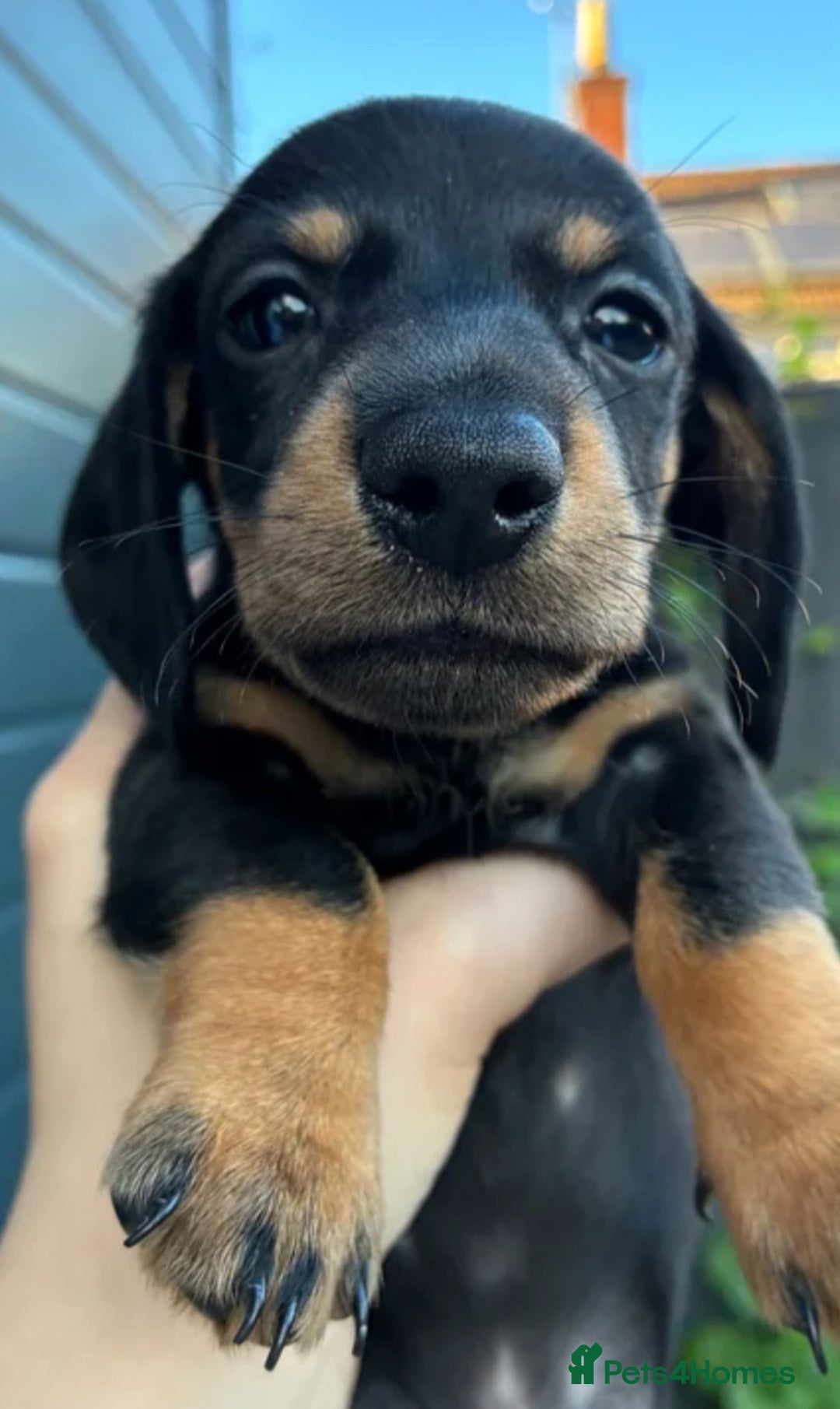 Miniature Dachshund dogs for sale: Miniature Dachshund Puppies - Advert 2