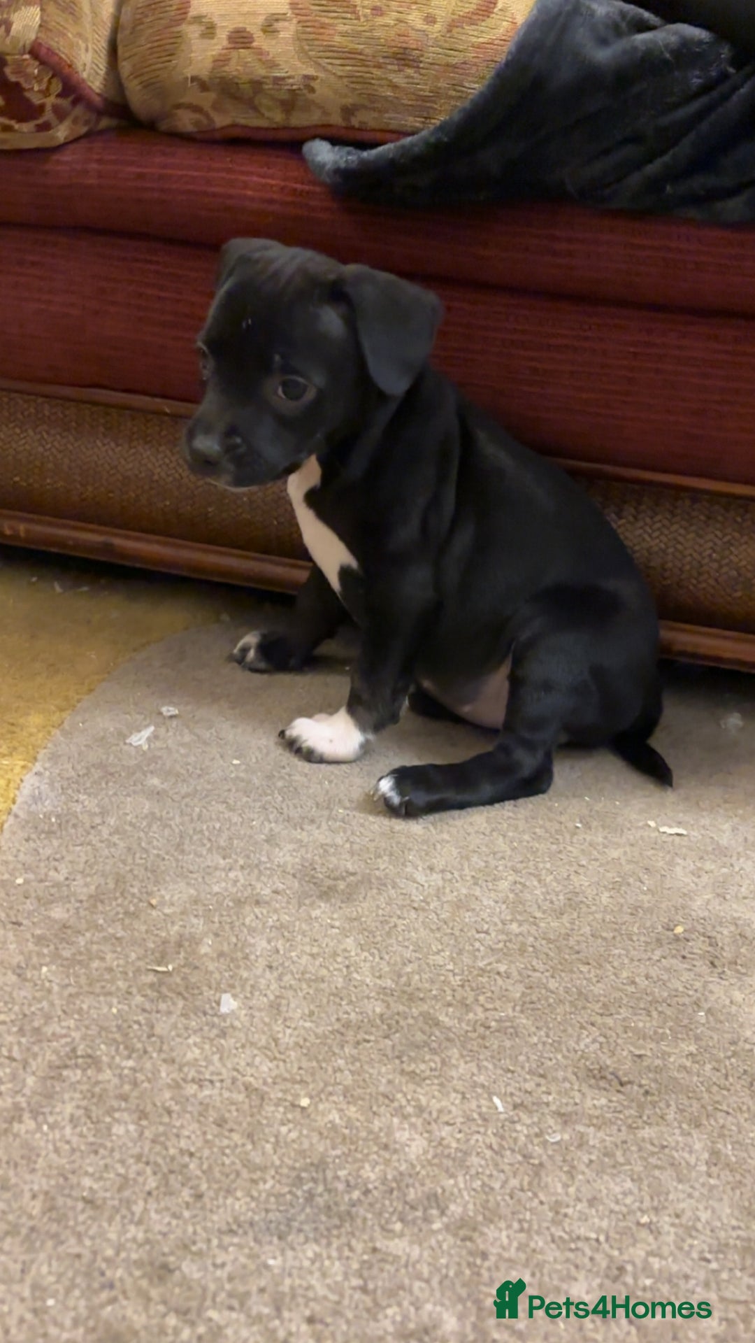 Mixed Breed dogs for sale: Beautiful Staffy Pups, 3 Boys, 4 Girls - Advert 4