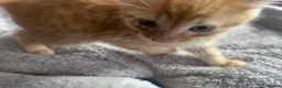 Mixed Breed cats for sale: 9 Gorgeous Turkish Angora Mixed Breed Kittens  - Advert 12