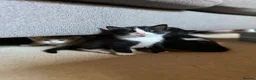 Mixed Breed cats for sale: Four varied mixed breed kittens - Advert 34