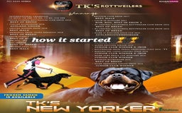 Rottweiler dogs for sale: (KC) REX & DELLAS FINAL LITTER OF QUALITY PUPS - Image 16