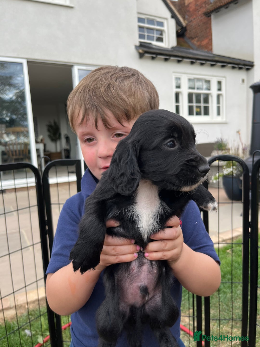 Cocker Spaniel dogs for sale: Black working cocker puppies - Image 3